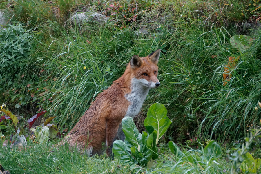 Renard en mon jardin Renard en mon jardin
