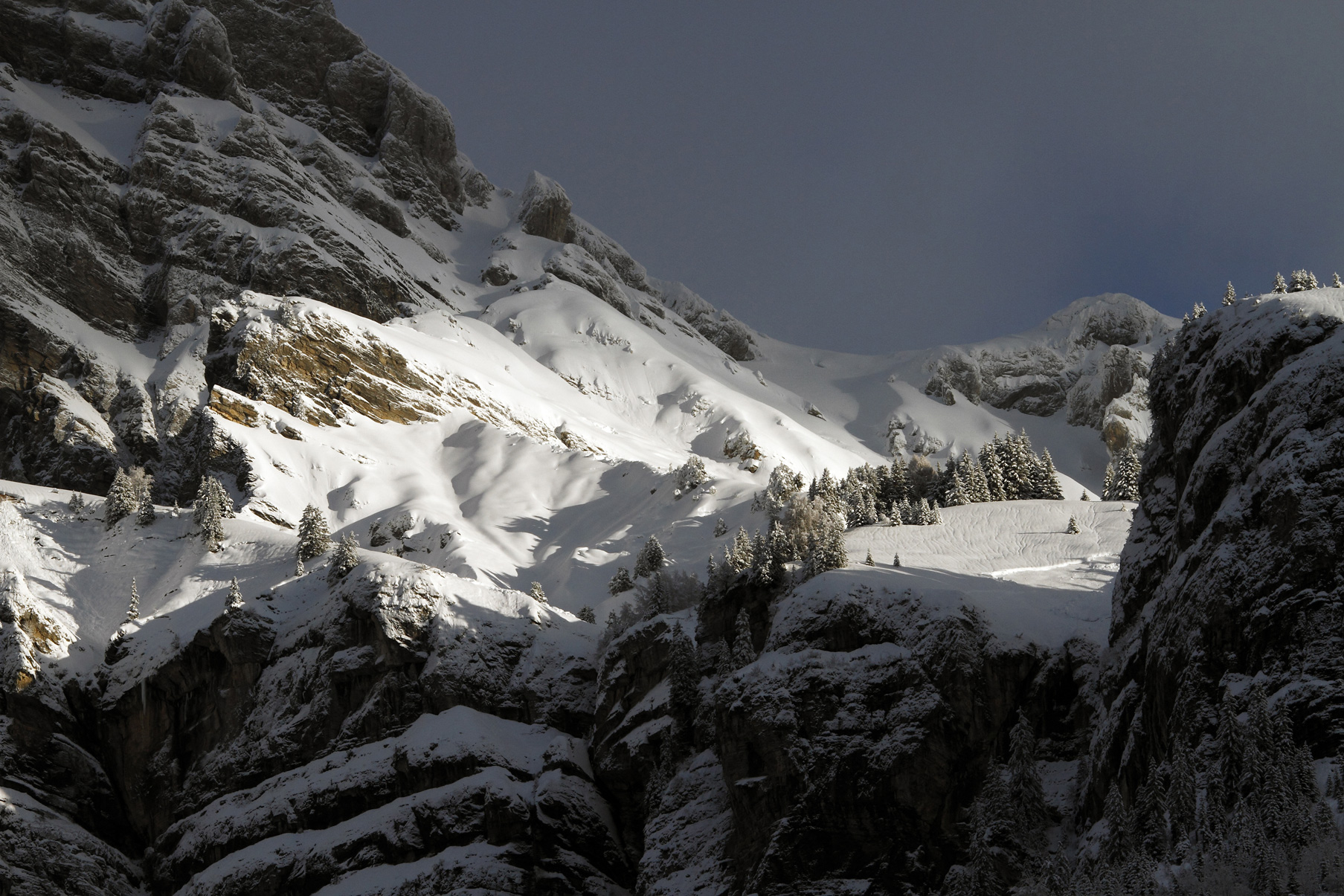Bel Oiseau Suisse Pentes immaculées