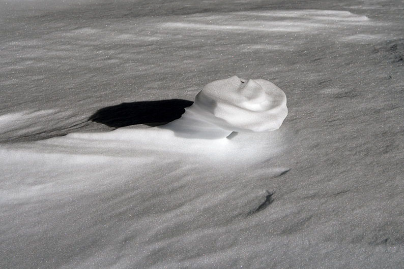 Rose des neiges au Col des Grands Rose des neiges